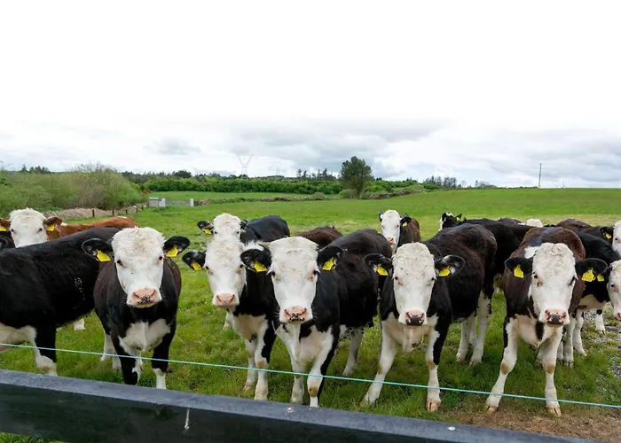 Dom wakacyjny Ballymacooda House Dromadrehid